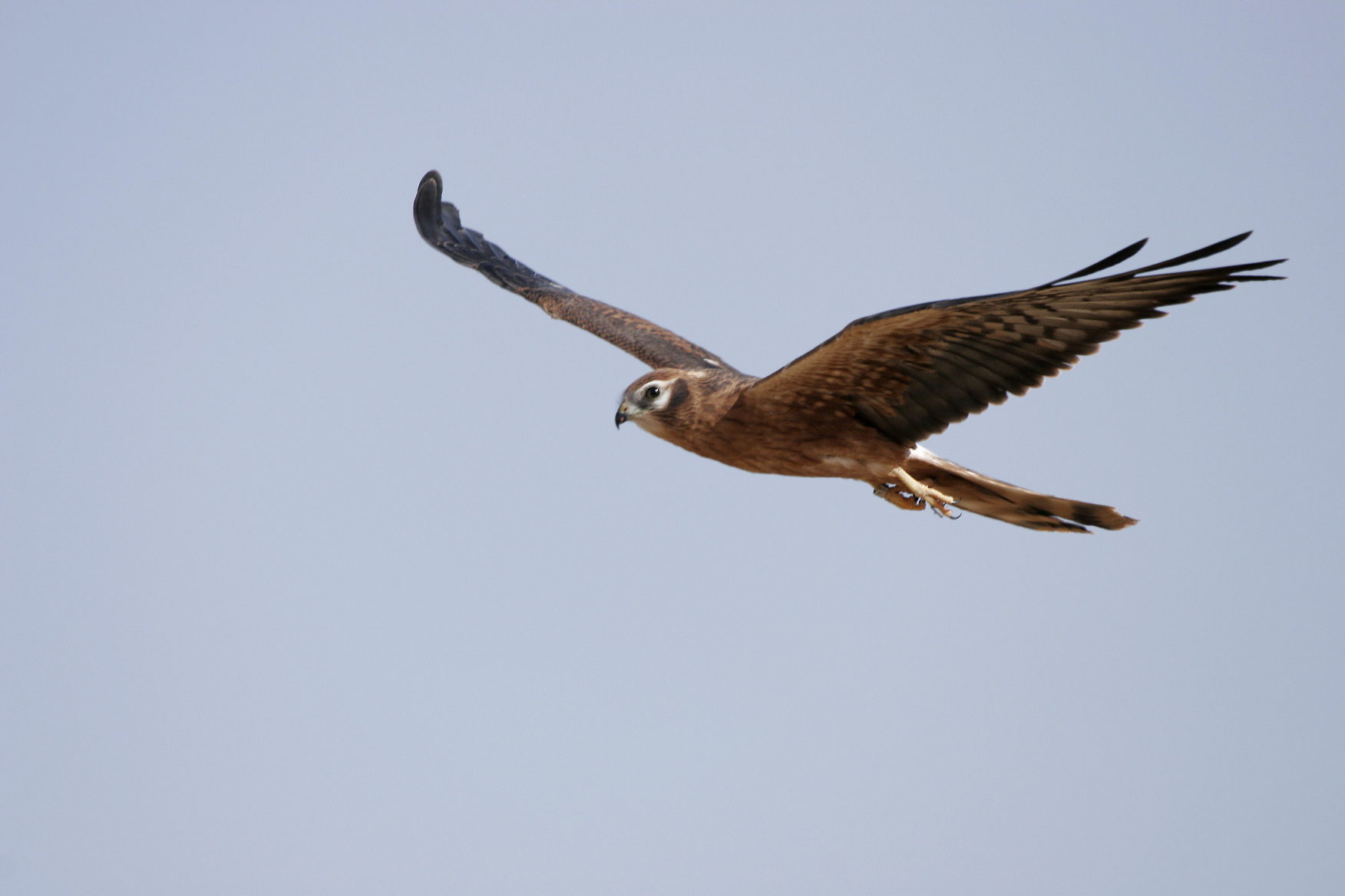 Pide a la Comunidad de Madrid que vuelva a ayudar al aguilucho cenizo