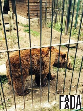 Los osos de Arties ya son libres