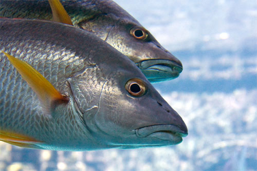 Acuicultura como ‘una industria mundial que ofrece oportunidades globales de desarrollo’