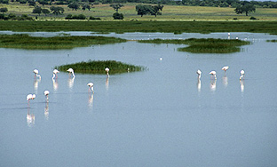 Aprobada la modificación urbanística que impulsa el Parque de Actividades Medioambientales de Aznalcóllar