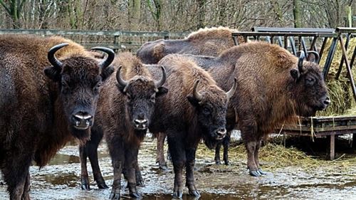 Seis bisontes europeos viajan a la Reserva de Valdeserrillas de Benagéber