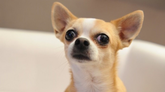 Estados Unidos: Una ONG de defensa de los animales sacrificó a un chihuahua