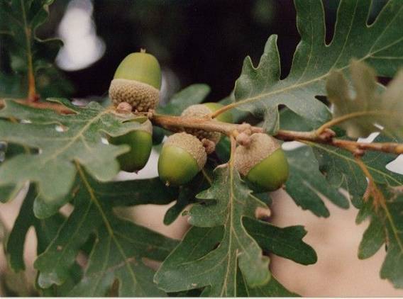 El cambio climático altera la producción de semillas en especies de quercus