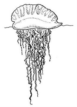 Prohibido el baño en playas de Chipiona por las medusas