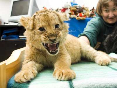 Los animales también tienen personalidad