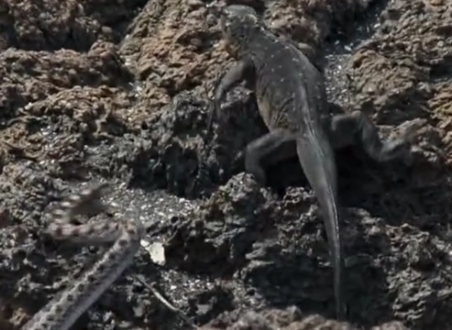 La iguana ‘Messi’ (Mira el VIDEO)