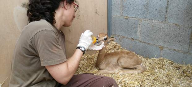 Dos crías de gacela mohor nacen en el zoo de Barcelona