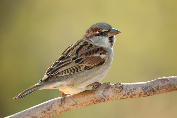 Una investigación del CSIC advierte de que el calentamiento global aumenta los casos de malaria en aves