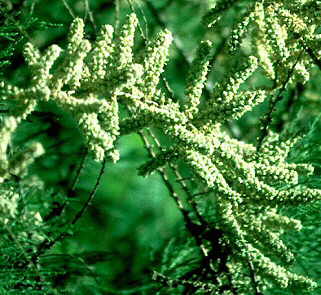 La única población de taray de Bové en la Comunidad de Madrid agoniza