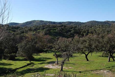 Caja España-Duero y Bosques sin Fronteras conmemoran el Año Internacional de los Bosques con el proyecto Ediar