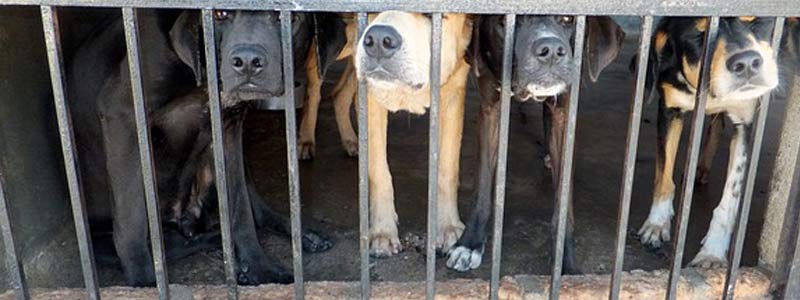 En México estudian estrategias de control reproductivo no invasivo en fauna urbana