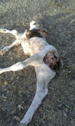 El ataque de un lobo acaba con la vida de un ternero en Frades de la Sierra (Salamanca)