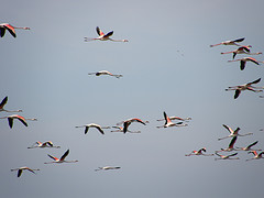 Margaret Atwood emprende una gira ecológica