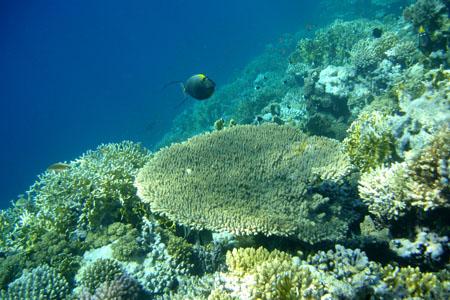 La fauna marina experimentó una rápida diversificación hace 25 millones de años