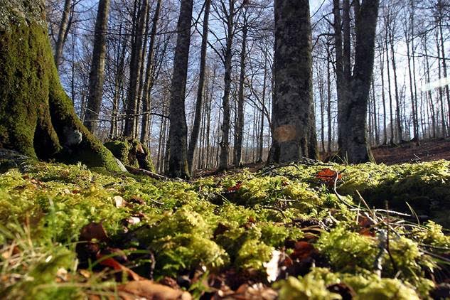 Los bosques españoles listos para ‘arder’