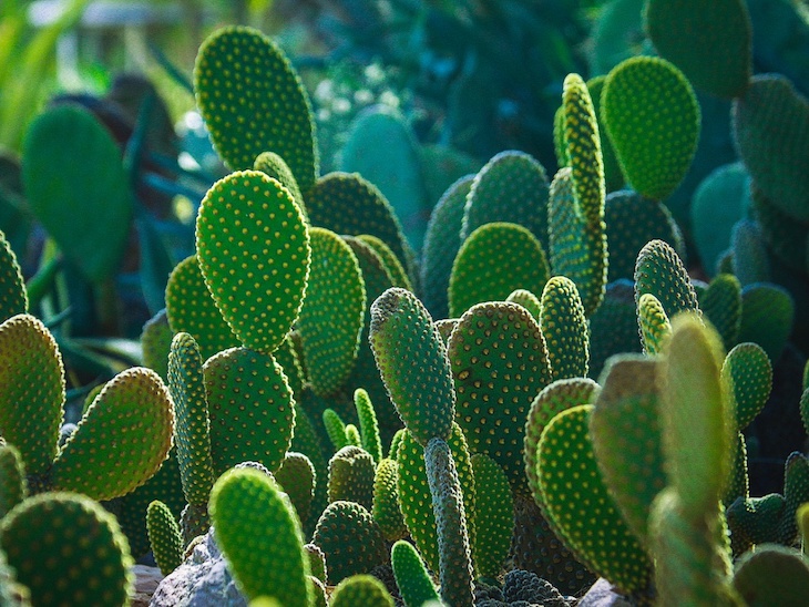 México: Día Nacional del Nopal 2021