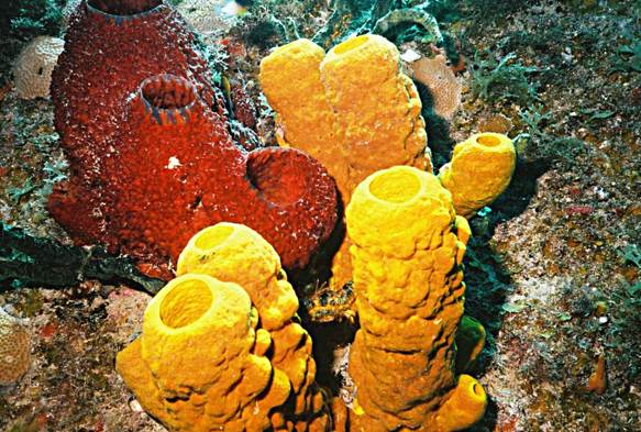 Científicos daneses afirman que los primeros animales introdujeron oxígeno en el océano