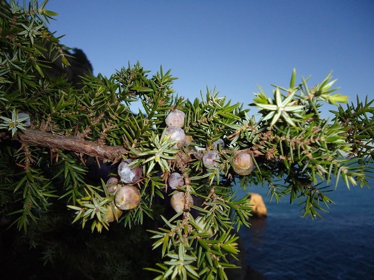 ‘El enebro de la dunas regresa a La Manga’