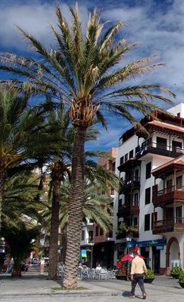 Las Palmas. Palmeral del Atlántico