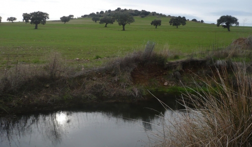 La Junta inicia el primer campo de voluntariado ambiental del verano en la ZEPA del Alto Guadiato