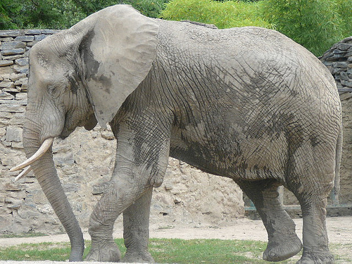 Namibia entregará casi 150 animales salvajes al zoológico de Cuba