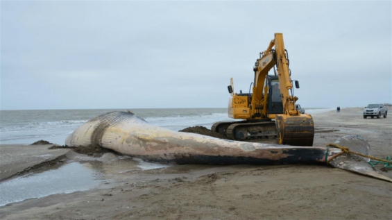 Argentina: Hallaron una ballena sin vida en la costa de San Clemente