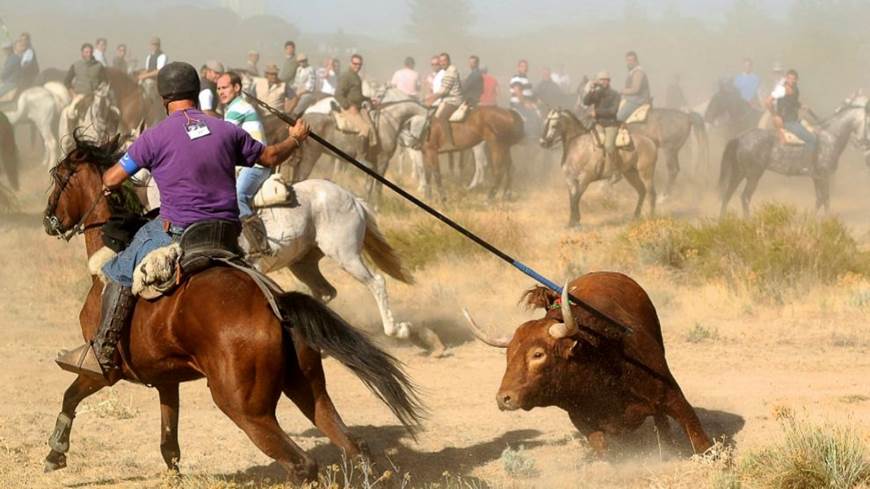 La protectora El Refugio celebra la prohibición de la muerte del Toro de la Vega como "un gran paso"