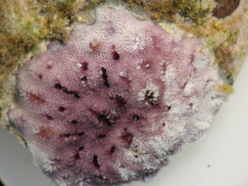 Hayan sorprendentes organismos coloniales marinos en Madeira hasta ahora desconocidos