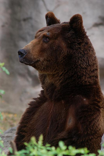 La población de oso pardo sigue aumentando lentamente