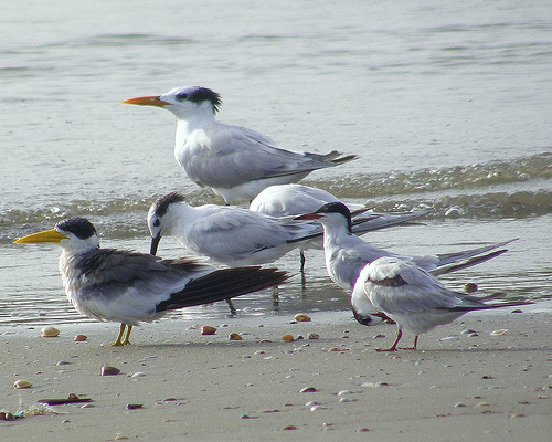 Alerta por masiva muerte de aves