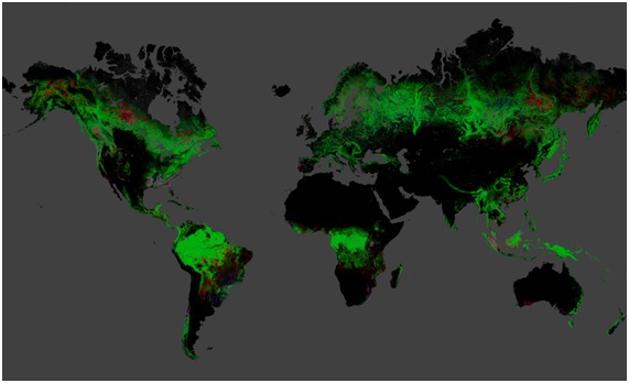 Bosques del mundo amenazados por el aceite de palma