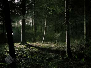 UNEP launches mapping project to locate carbon stocks