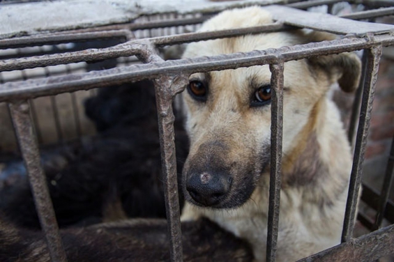 México castigará con cárcel a espectadores y organizadores de peleas de perros