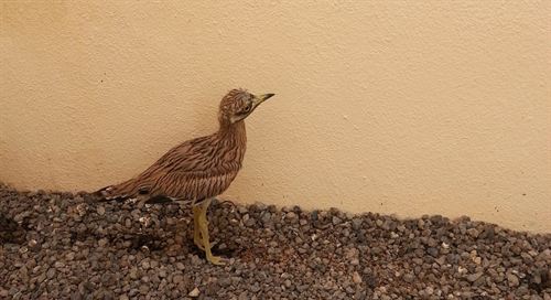 El Centro de Recuperación de Fauna Silvestre de Tenerife recibe las primeras crías de aves extraviadas