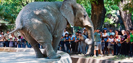 Argentina. Transformarán el Zoo de La Plata en un Bioparque con un costo de 12 millones de dólares