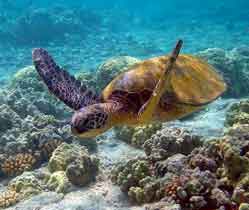 Protegen zonas marinas de significación en Cuba