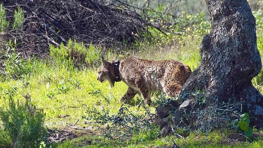 C-LM entrega el I Premio Regional de Medio Ambiente al Proyecto LIFE+Iberlince