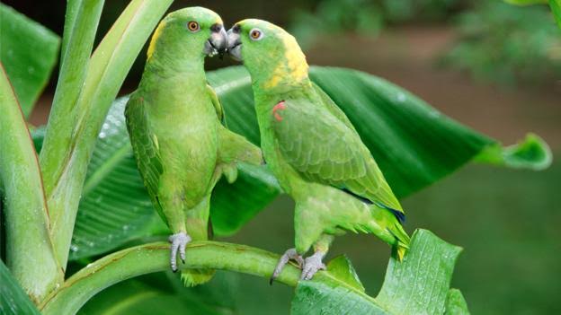 Noruega aportará 1.000 millones a Brasil para proteger el Amazonas