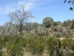 Iprocor arranca una página web con información detallada sobre la enfermedad de la seca de la encina en Extremadura