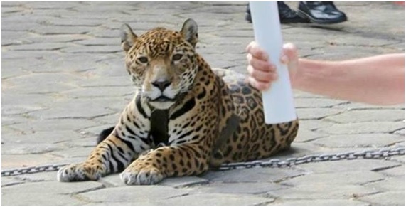 Río 2016: Jaguar muerto a tiros al paso de la llama olímpica