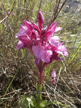 Descubren una población de doce especies de orquídeas silvestres en un paraje de La Carolina (Jaén)