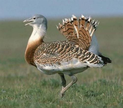 Si esta ‘Semana Santa’ quieres observar aves sigue esta guía practica