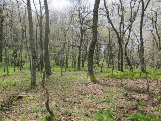 INCENSe para startups centradas en tecnologías limpias
