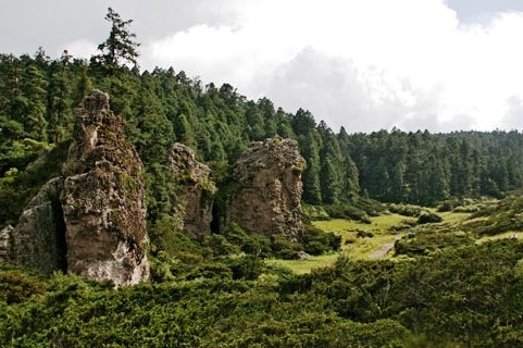 Hidalgo pierden al año mil 500 hectáreas de bosque
