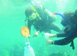 Con biotecnología reproducen corales para repoblar arrecifes