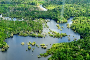 Los Bosques de Latinoamérica en los Medios– Noviembre/Diciembre 2011