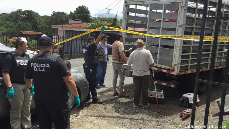 Rescataron casi 70 animales de una sola casa en Montes de Oca