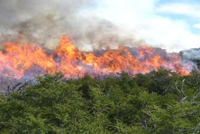 Castilla y León destina casi un millón de euros a cubrir riesgos de extinción de incendios y daños por animales de caza