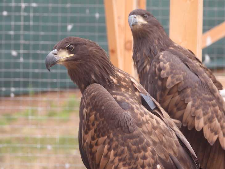 Más pigargos sanos y libres