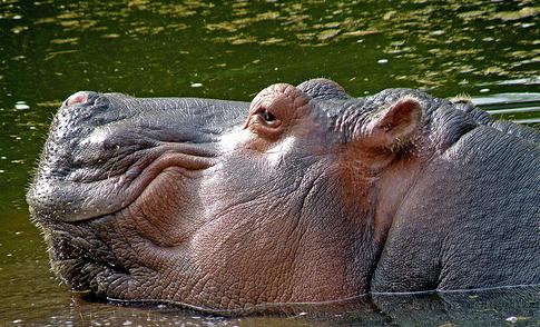 Nace en el Bioparc de Valencia la primera cría de hipopótamo del Nilo